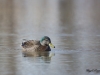 Canard noir