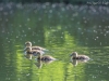 Jeune colvert