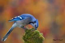 Geai bleu (1)