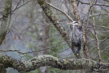Grand Héron (16)