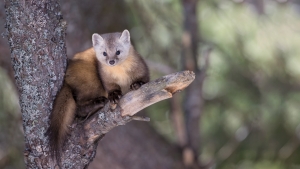 _DXP0863-Martre
