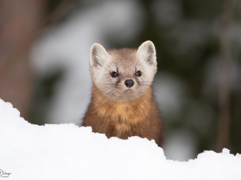 1_D4_9669-Modifier-copie