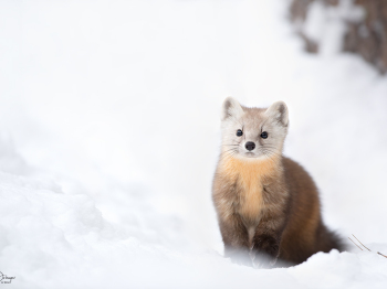 1_D4_9801-Modifier-copie