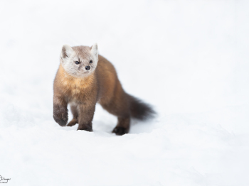 1_DB_8380-Modifier-copie