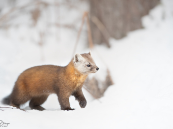 1_DB_8386-Modifier-copie