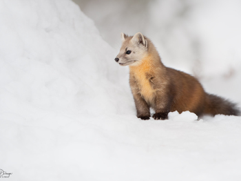 1_DB_8657-Modifier-copie