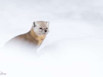 B248775-Modifier-copie-2