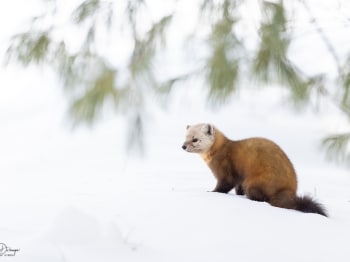 B249241-Modifier-copie-2