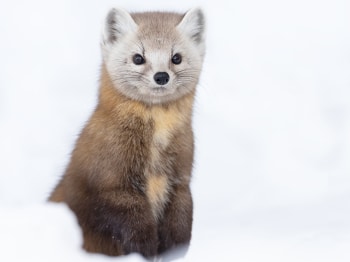 B249628-Modifier-copie-2