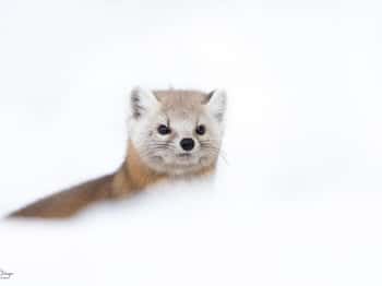 B249701-Modifier-copie-2