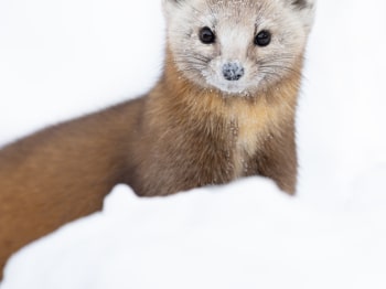 B249802-Modifier-copie-2