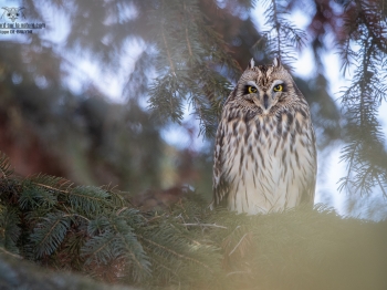 Hibou des marais dans un conifère n°1