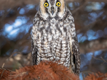 Hibou moyen Duc n°1