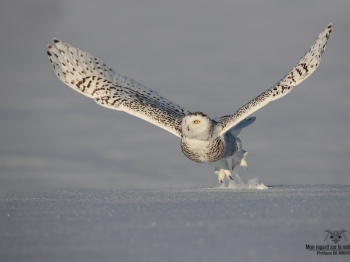 Harfang des neiges au décollage