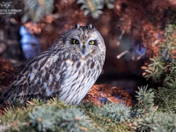 Hibou des marais n°2