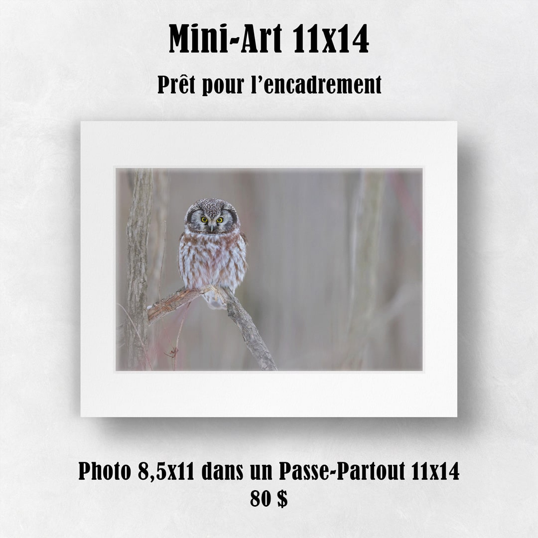 11x14-copie-2
