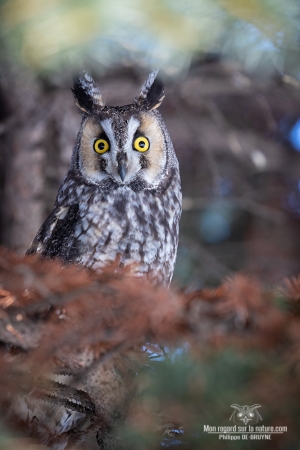 02I0762-Hibou moyen duc