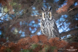 02I0814-Hibou moyen duc