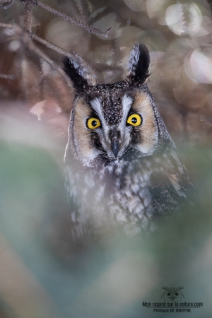 02I1099-Hibou moyen duc