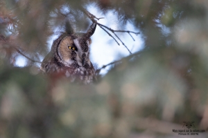 02I1268-Hibou moyen duc