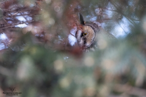 02I1309-Hibou moyen duc