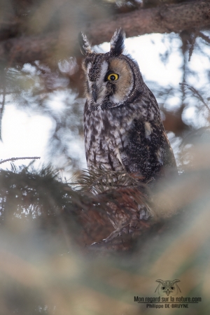 02I2082-Hibou moyen duc