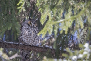 _DXP7358-Hibou moyen duc