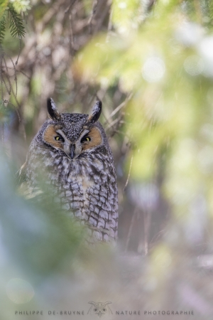 _DXP7446-Hibou moyen duc