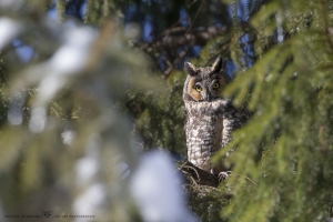 _DXP7507-Hibou moyen duc