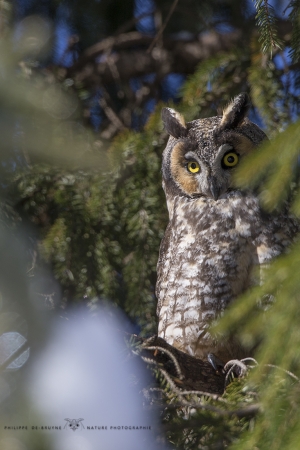 _DXP7516 Hibou moyen duc