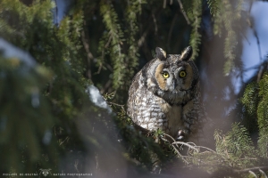 _DXP7625-Hibou moyen duc
