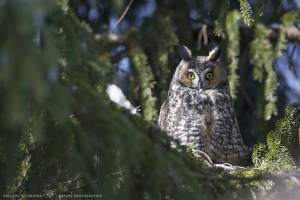 _DXP7713-Hibou moyen duc