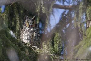 _DXP7808-Hibou moyen duc