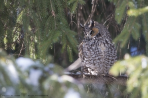 _DXP7946-Hibou moyen duc