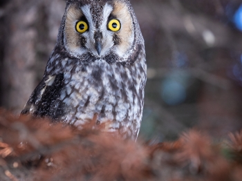 02I0762-Hibou moyen duc