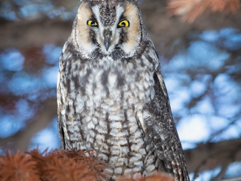 02I0808-Hibou moyen duc