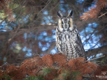 02I0814-Hibou moyen duc