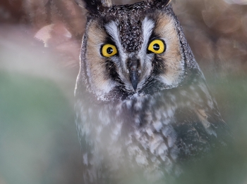 02I1099-Hibou moyen duc