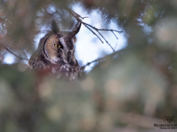 02I1268-Hibou moyen duc