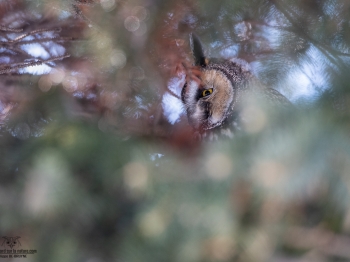 02I1309-Hibou moyen duc