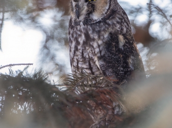 02I2082-Hibou moyen duc