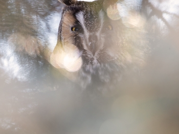 02I2111-Hibou moyen duc