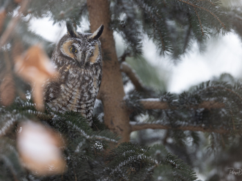 N233181-Modifier-copie-2