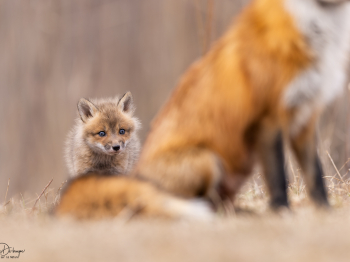 5PL0313-Modifier-copie-2