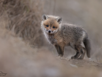 5PL0968-Modifier-copie-2