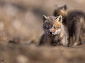 5PL3333-Modifier-copie-2