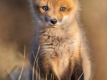 5PL5686-Modifier-copie-2