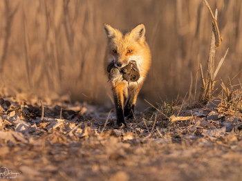 5PL5742-Modifier-copie-2