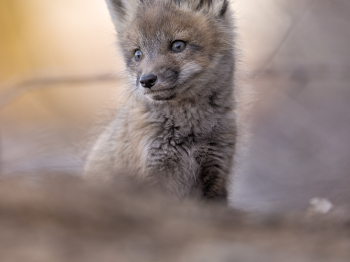 5PL7509-Modifier-copie-2