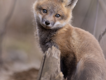 5PM0951-Modifier-copie-2